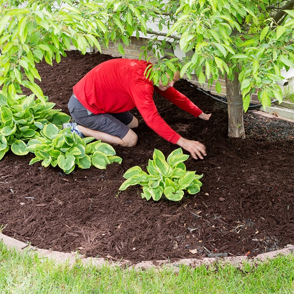 the cost for mulch installation will depend on the size of the area and the type of mulch being used